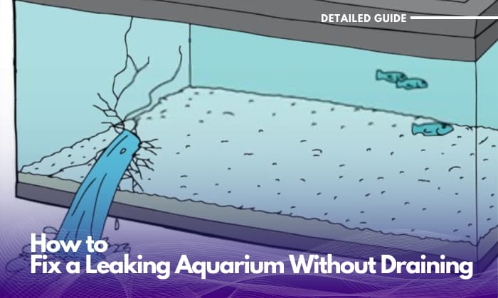 how-to-fix-a-leaking-aquariums-without-draining
