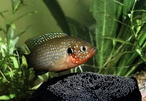 jewel-cichlids