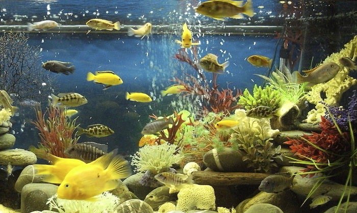 minimum-tank-size-for-cichlids