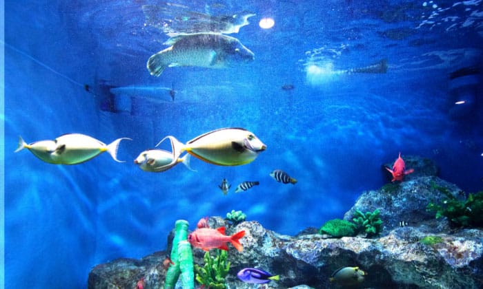 how-many-fish-in-a-40-gallon-tank