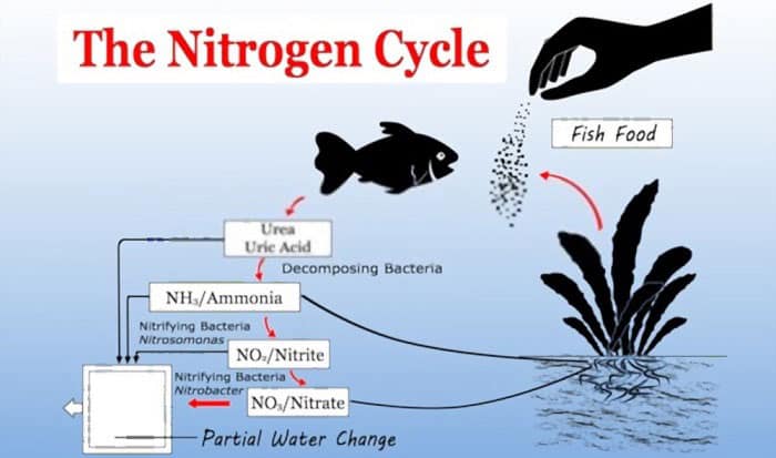 put-betta-fish-in-tank