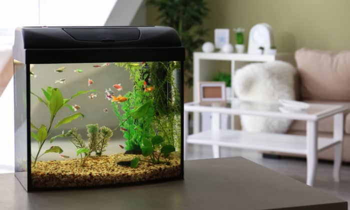 put-fish-in-new-tank