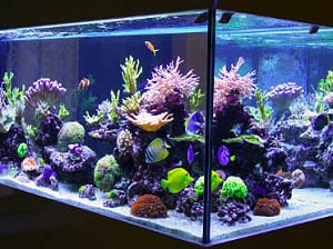 romanatwood-smile-more-fish-tank