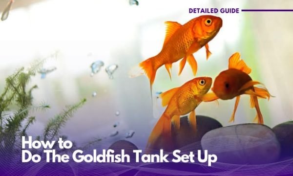 Picture of Setting Up a Goldfish Tank for Beginners in 2023