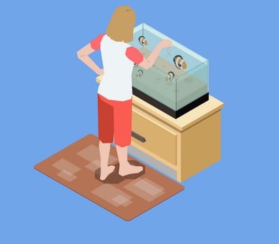 siamese-fighting-fishs-bowl