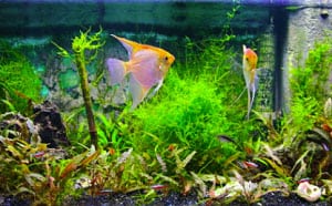 signs-of-unhappy-fish