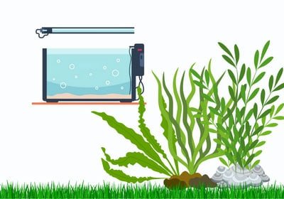treat-hard-water-in-fish-tank