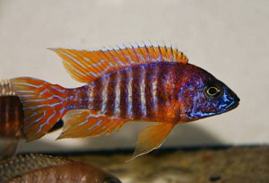 venustus-cichlid