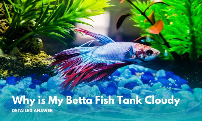 why-is-my-betta-fishs-tank-cloudy