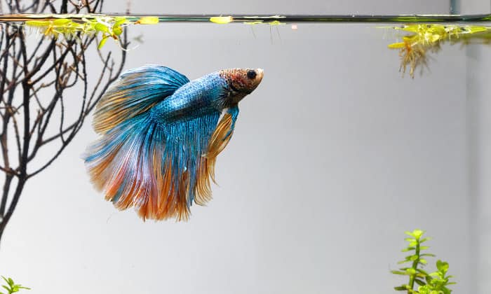 1-gallon-betta-fish-tank