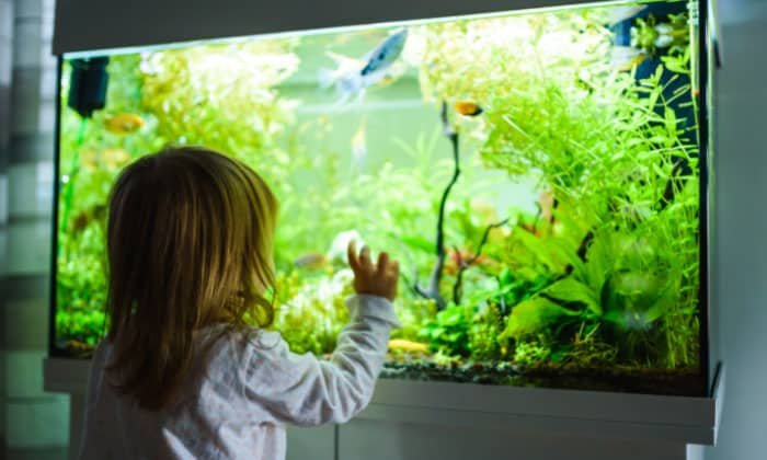 75-gallon-stocking-ideas