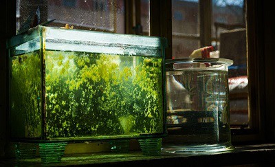clean-a-betta-fish-bowl-with-rocks