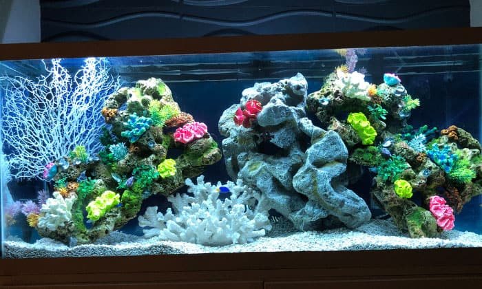 fish-for-75-gallon-tank