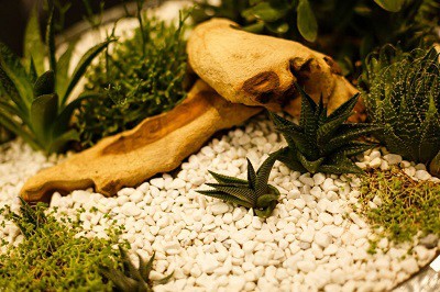 fish-tank-gets-dirty-quickly