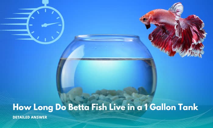 how-long-do-betta-fish-live-in-a-1-gallon-tank