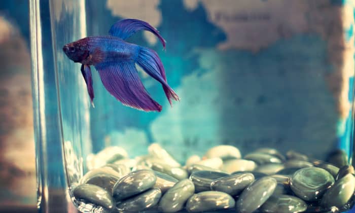 how-long-does-a-betta-fish-live-for