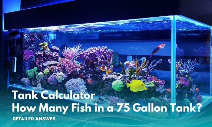 how-many-fish-in-a-75-gallon-tank