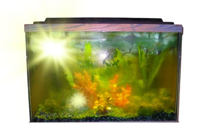 keep-fish-tanks-clean