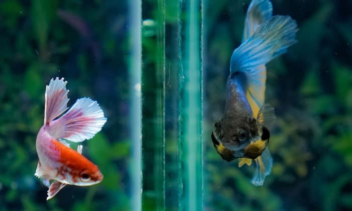 longest-living-betta-fish