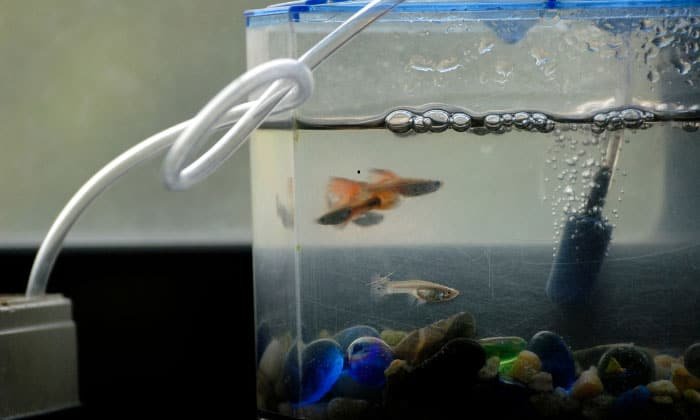 oxygen-for-fish-tanks