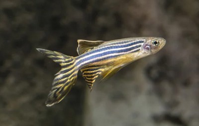 3-gallon-fish-tank-size