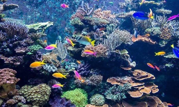 What Are the Dimensions of a 55 Gallon Fish Tank?