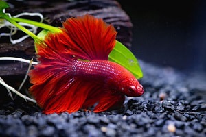 betta-fish