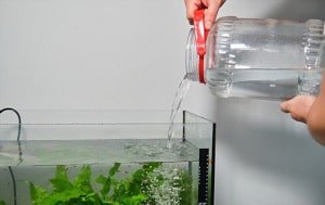 betta-fish-tank-maintenance