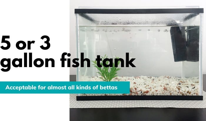 betta-fish-tank-size