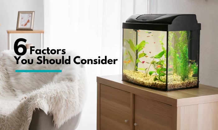 betta-minimum-tank-size