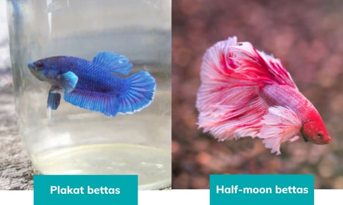 big-of-a-tank-does-a-beta-fish-need