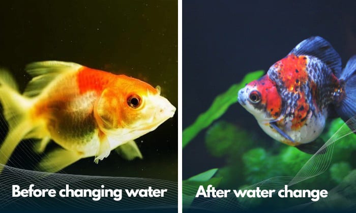 change-water-fish-tank