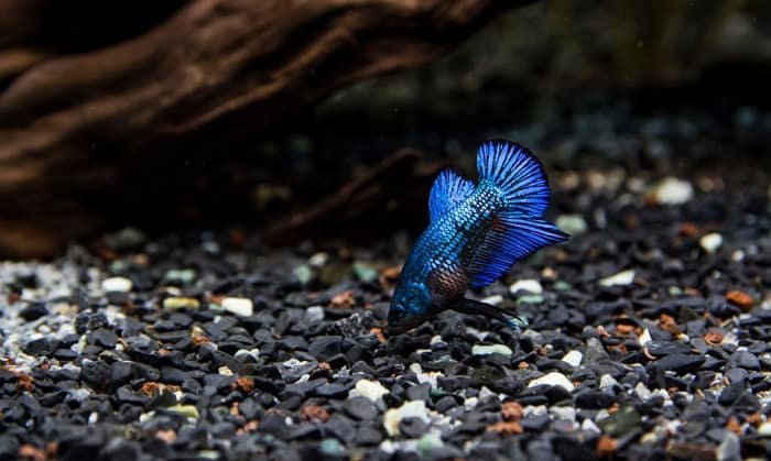 change-water-for-betta-fish