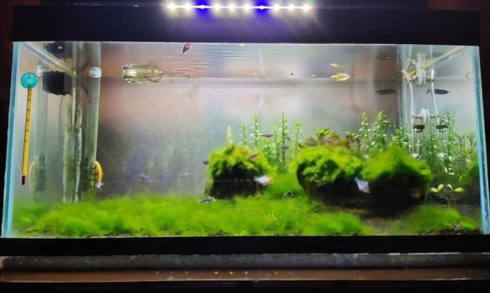 clean-algae-from-fish-tank