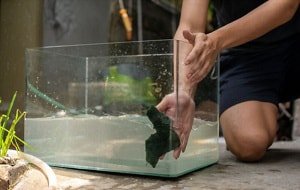 clean-out-a-betta-fish-bowl