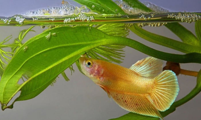 fish-can-go-in-a-5-gallon-tank