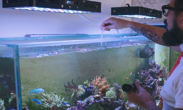 fish-floating-at-top-of-tank