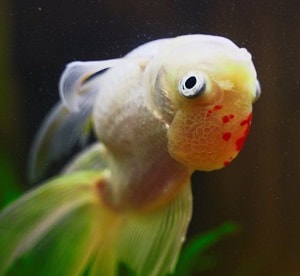 fish-hanging-out-at-top-of-tank