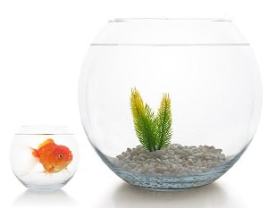 fish-stays-at-top-of-tank