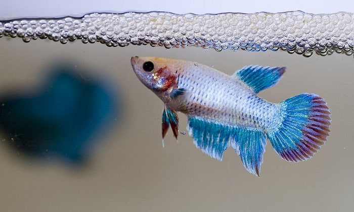 goldfish-in-5-gallon-tank