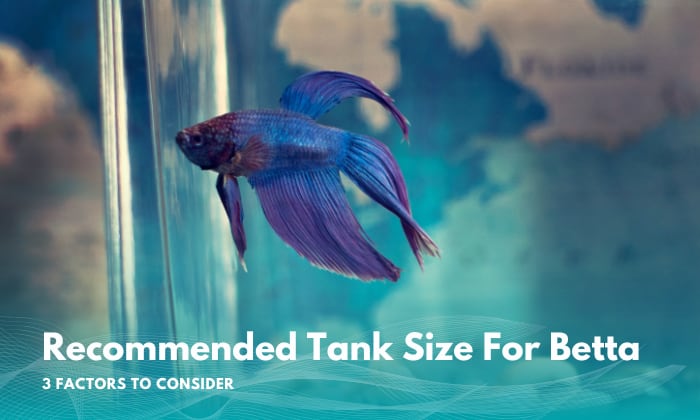 how-big-should-a-betta-fish-tank-be