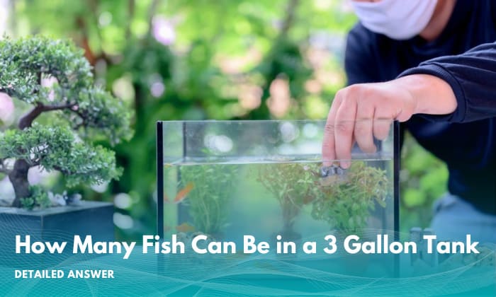 how-many-fish-can-be-in-a-3-gallon-tank