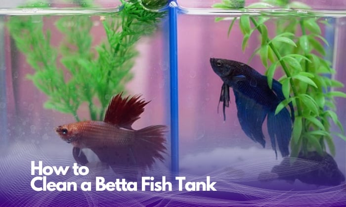 how-to-clean-a-betta-fish-tank