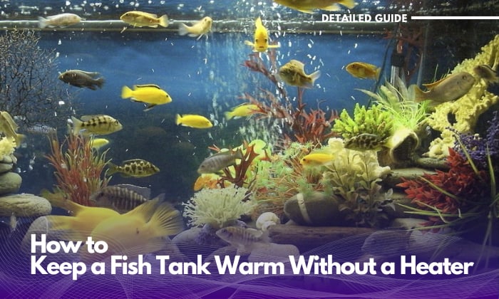 how-to-keep-a-fish-tank-warm-without-a-heater