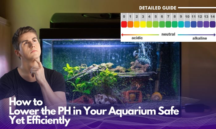 how-to-lower-the-ph-in-your-aquarium