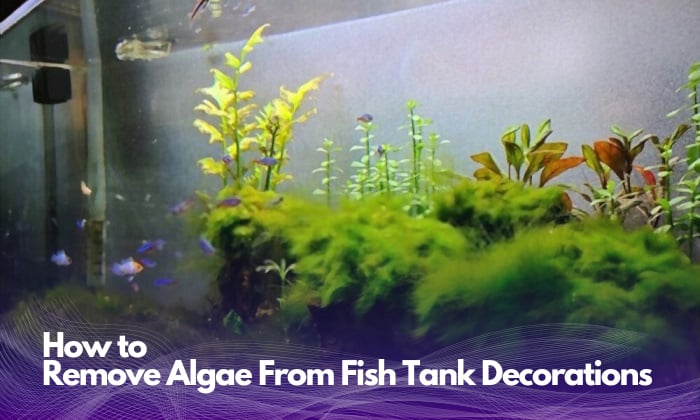 how-to-remove-algae-from-fish-tank-decorations