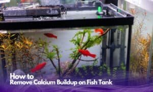 How to Remove Calcium Buildup on Fish Tank Systems? - 6 Steps - Balancing Calcium Hardness Goldfish Tank