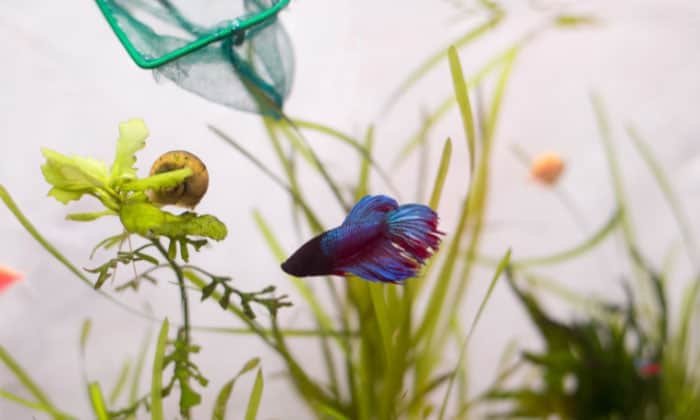 introduce-a-betta-to-a-new-tank