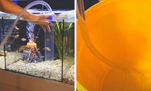 kill-worms-in-fish-tank