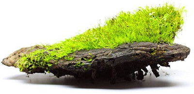 lower-acidity-in-fish-tank